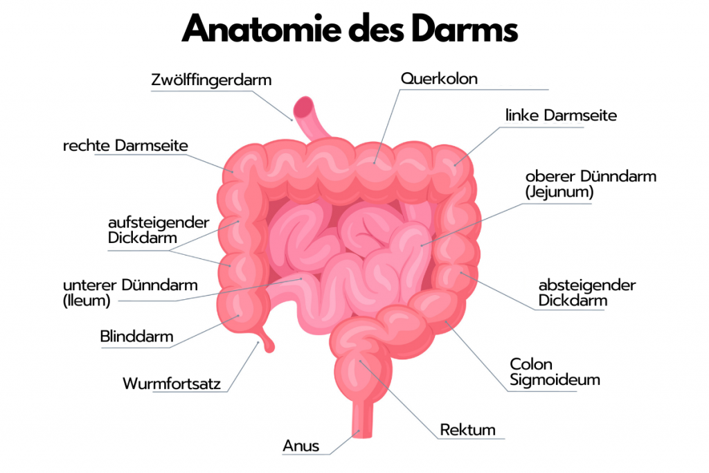 Die Anatomie des Darms